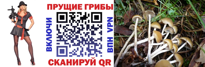 Галлюциногенные грибы Cubensis Карабаш
